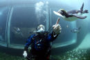 PENGUIN DIVING 14